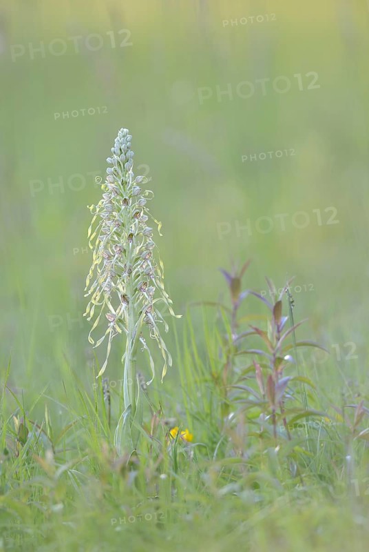 Lizard orchid (Himantoglossum hircinum) in a meadow near Jena