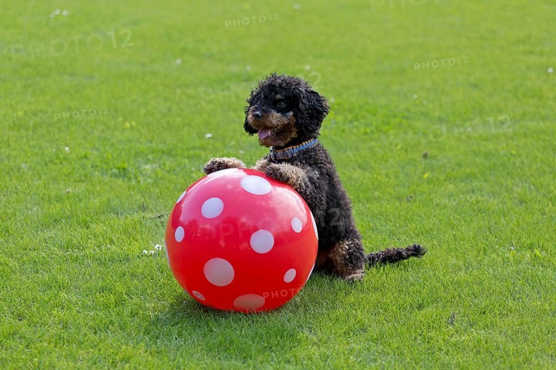 Small poodle sitting up and begging with ball