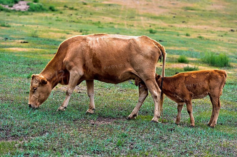 Cow with sucking calf