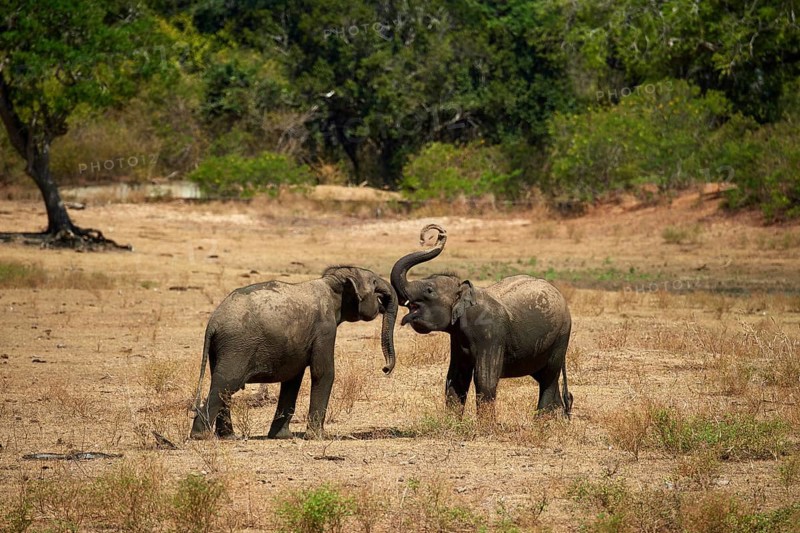 Sri Lankan elephants (Elephas maximus maximus)
