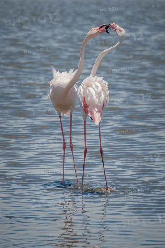 Greater flamingos (Phoenicopterus roseus) standing in shallow water