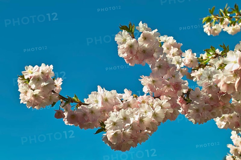 Branch