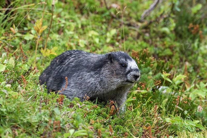 Hoary marmot (Marmota caligata) in the grass