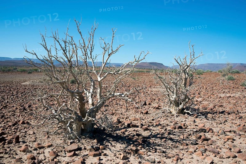 Moringa ovalifolia tree (moringa ovalifolia) in barren landscape