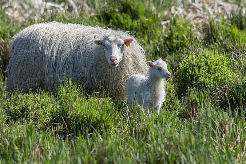 White Polled Heath sheep (Ovis aries) with her newborn in dense grass