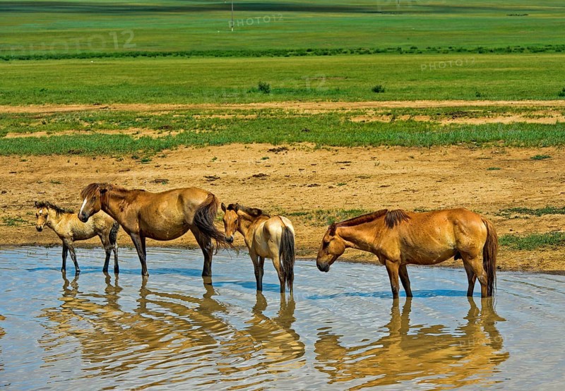 A herd of horses (Equus) seeks cooling in a pond