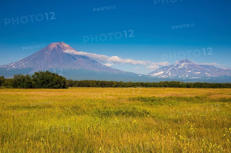 Wild flower field before the Avachinskaya Sopka volcano