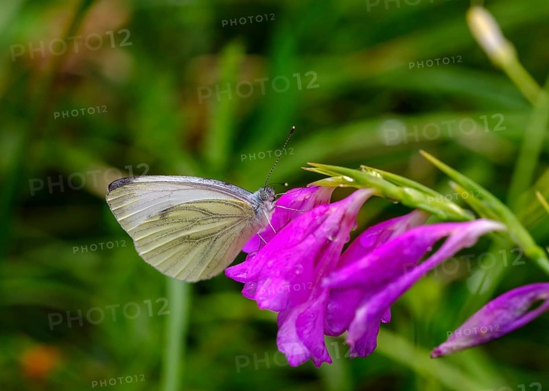 Green-veined white (Pieris napi) on blossom of Marsh gladiolus (Gladiolus palustris)