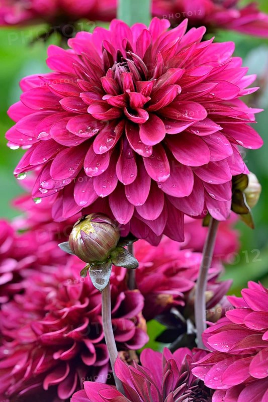 Decorative Dahlia (Dahlia)