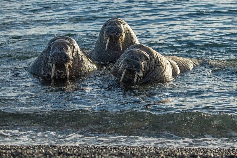 Walruses (Odobenus rosmarus)