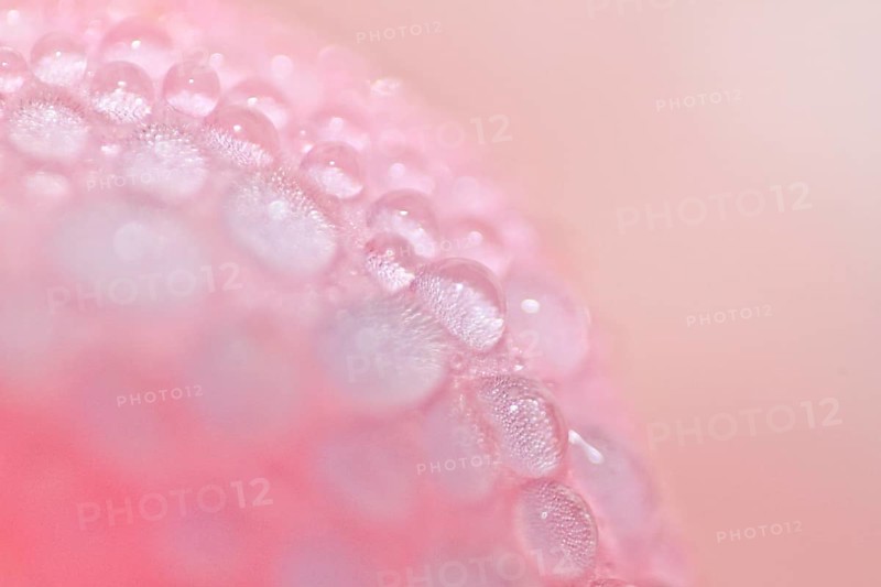 Dew on a pink rose (Rosa)