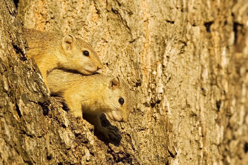 Tree Squirrel (Paraxerus cepapi)