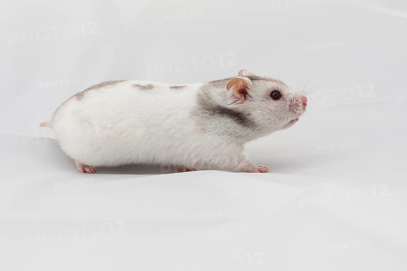 Syrian hamster (Mesocricetus auratus)