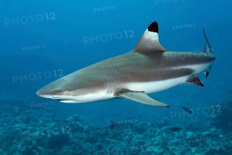 Blacktip reef shark (Carcharhinus melanopterus)