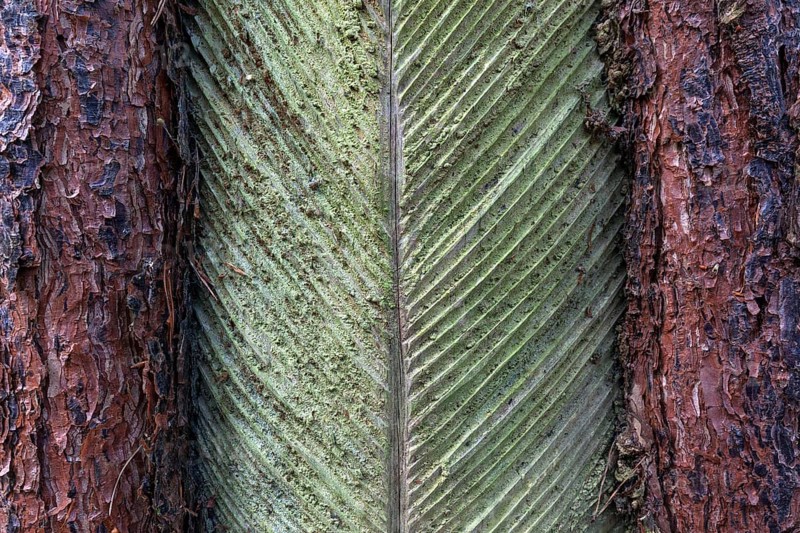 Pine (Pinus) with resin extraction until 1990