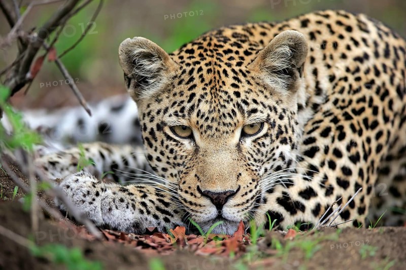 Leopard (Panthera pardus)