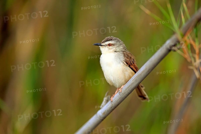 Tawny-flanked prinia (Prinia subflava)