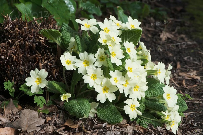 Primrose (Primula vulgaris)
