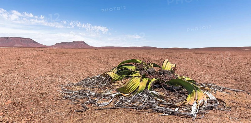Welwitschia or (Welwitschia mirabilis) in wide desert landscape