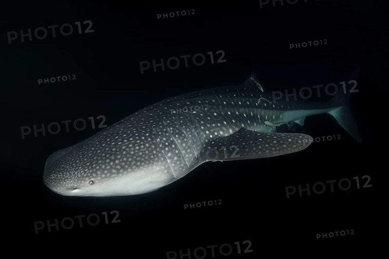 Whale Shark (Rhincodon typus) swims in the night