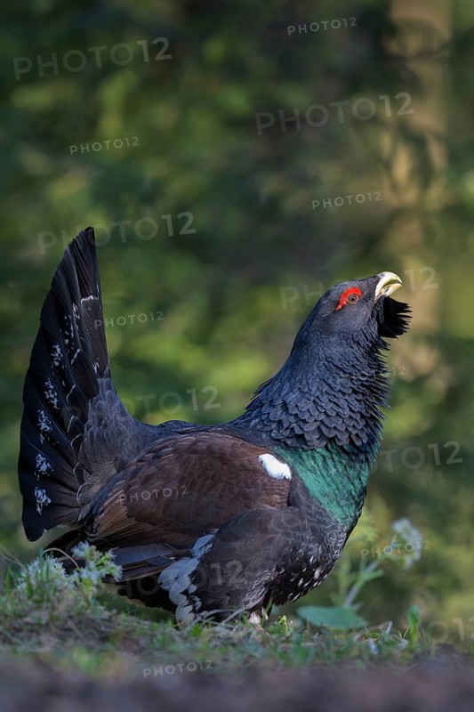 Western capercaillie (Tetrao urogallus)