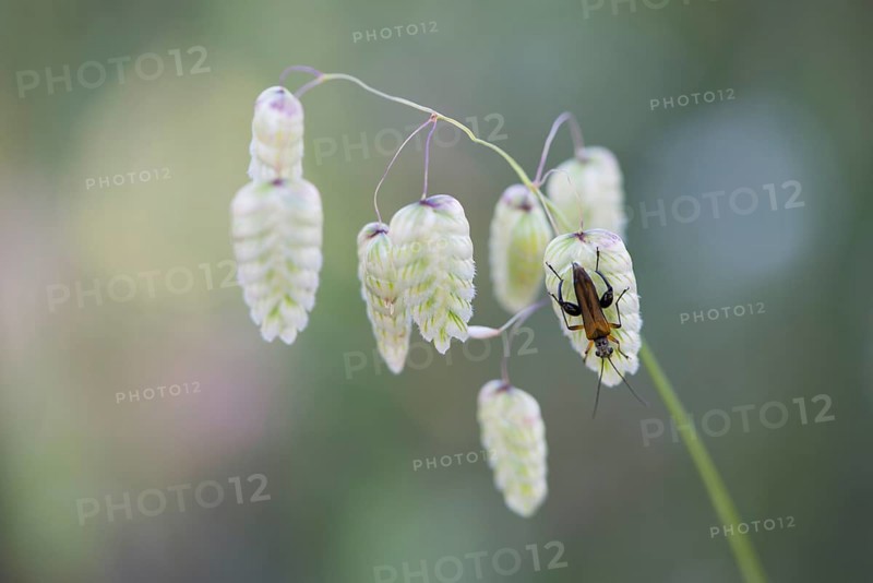Briza maxima (Briza maxima) with soldier beetle (Cantharidae)