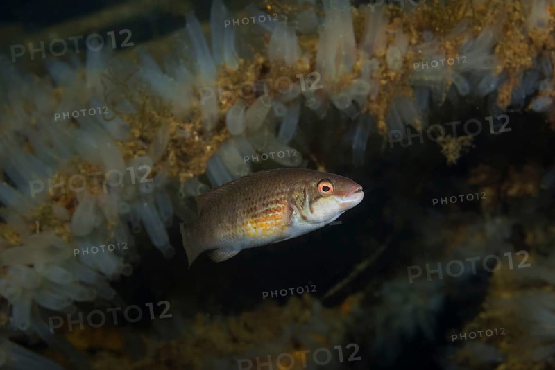 Corkwing wrasse or Gilt-head (Symphodus melops) swim near colony of Transparent sea squirt or Yellow Sea Squirt (Ciona intestinalis)
