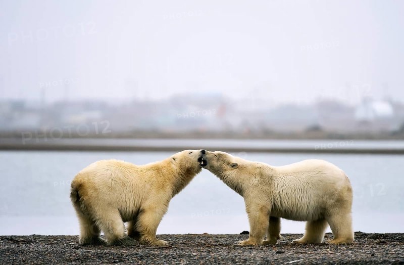 Two Polar bears (Ursus maritimus) on gravel island