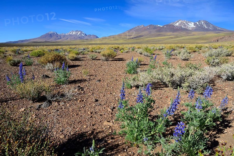 Landscape with Andean lupines (Lupinus mutabilis cruckshanksii)