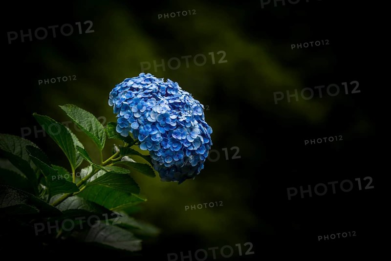 Hortensia (Hydrangea) on a dark background