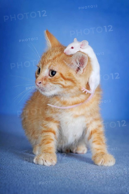Kitten