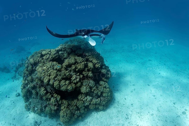 Reef manta ray (Manta alfredi)