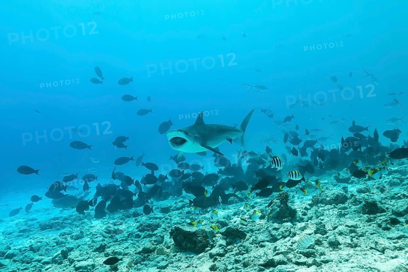 Tiger Shark (Galeocerdo cuvier) eating tuna