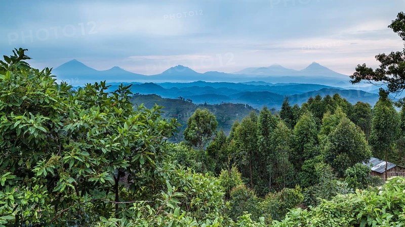 Tropical rainforest