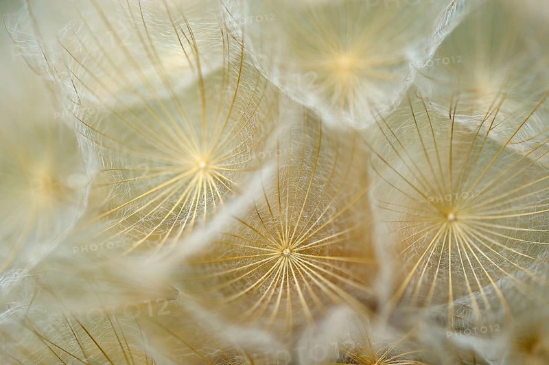 Meadow salsify (Tragopogon pratensis)