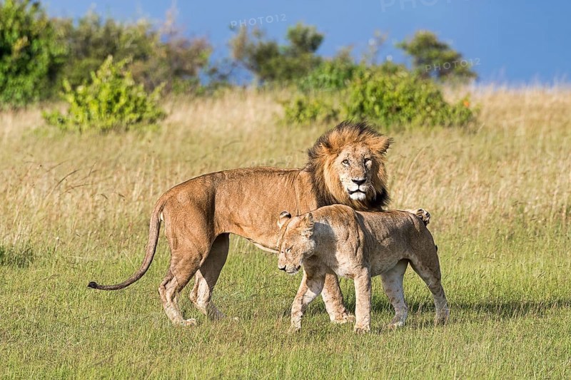 Lions (Panthera leo)
