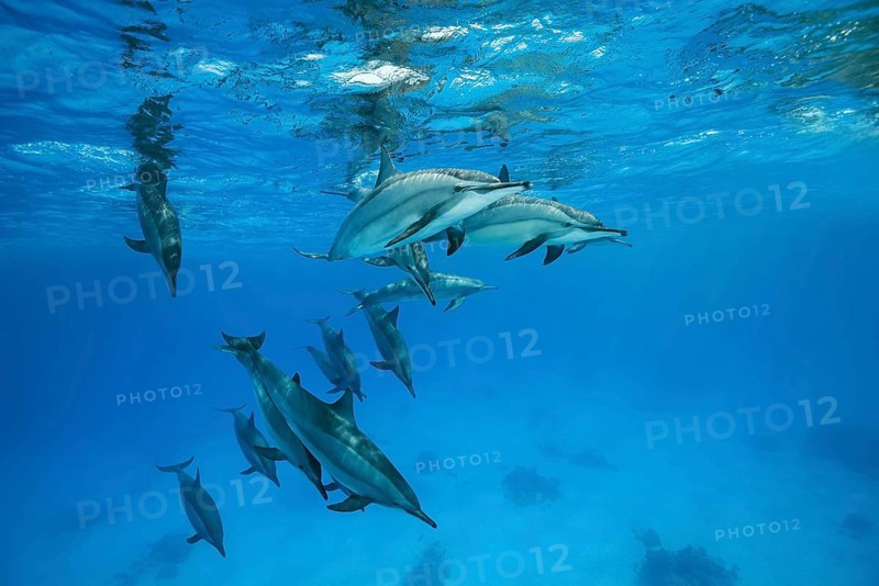 Pod of Spinner Dolphins (Stenella longirostris) swim under surface of the blue water