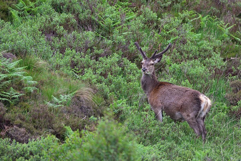 Young red deer (Cervus elaphus) in bast