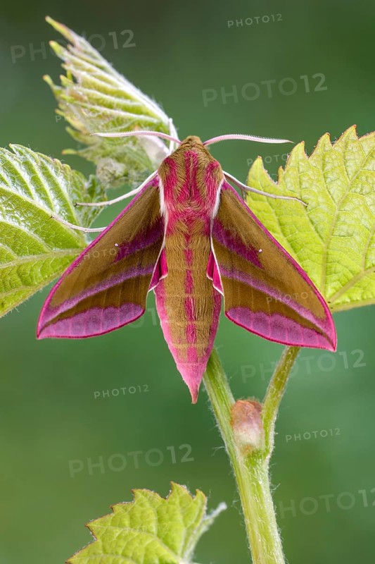 Elephant hawk-moth (Deilephila elpenor) on vine