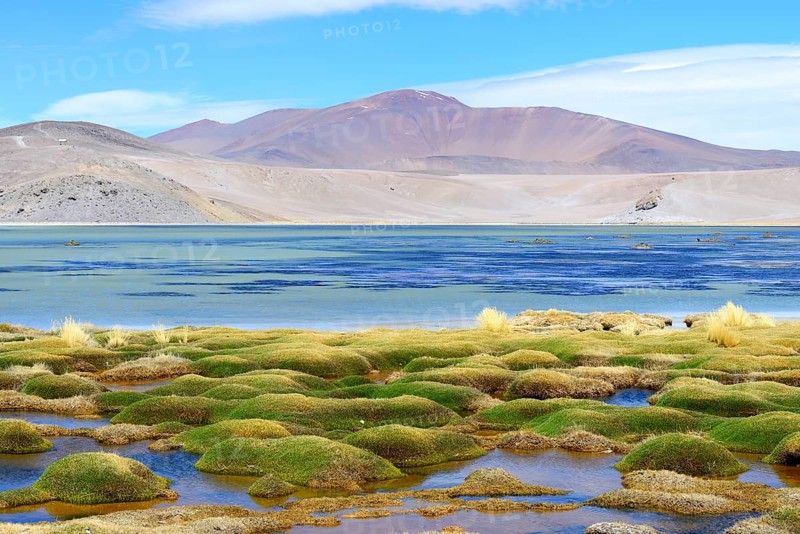 Vegetation at the Laguna Santa Rosa