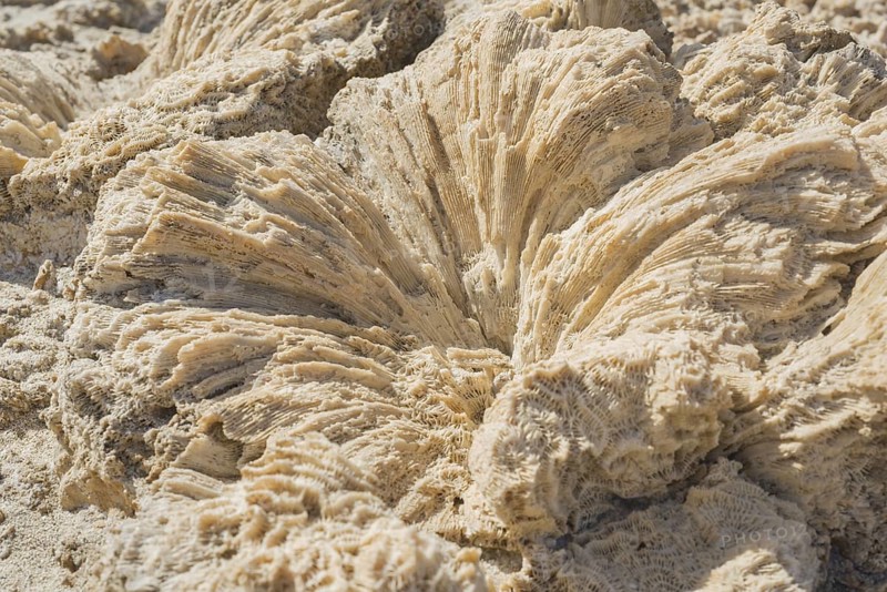 Coral fossils