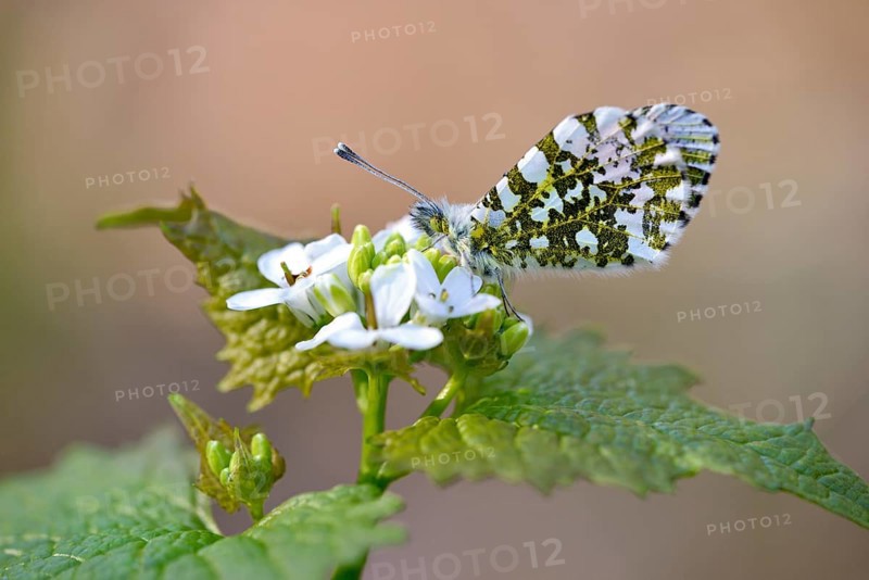 Orange tip (Anthocharis cardamines)