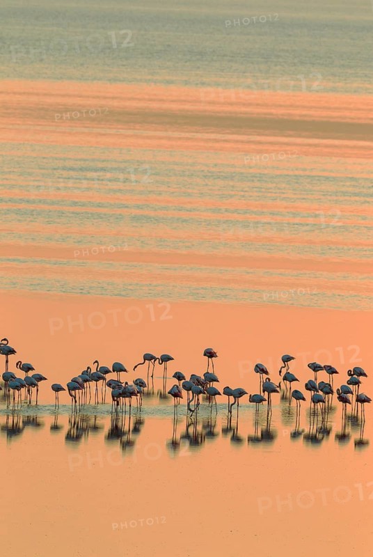 Greater Flamingos (Phoenicopterus roseus)