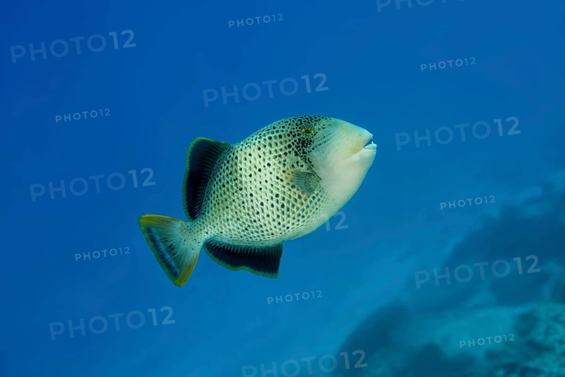 Yellowmargin Triggerfish (Pseudobalistes flavimarginatus) swims in the blue water