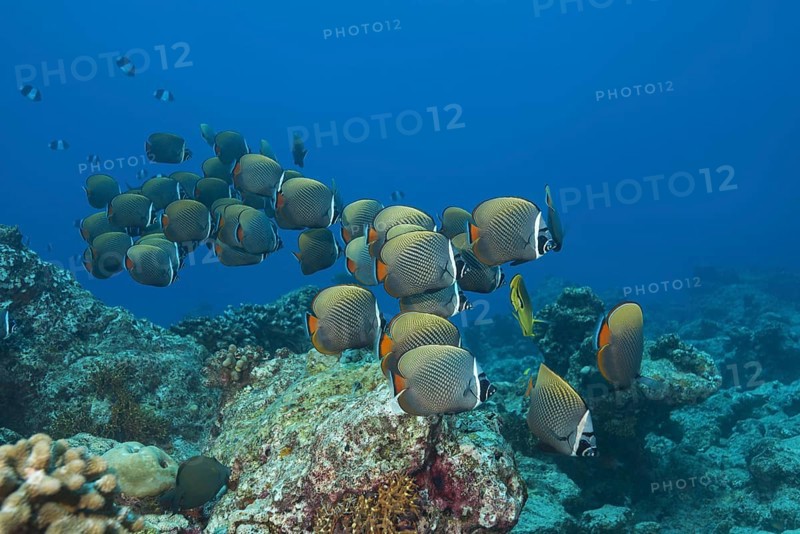School of fish