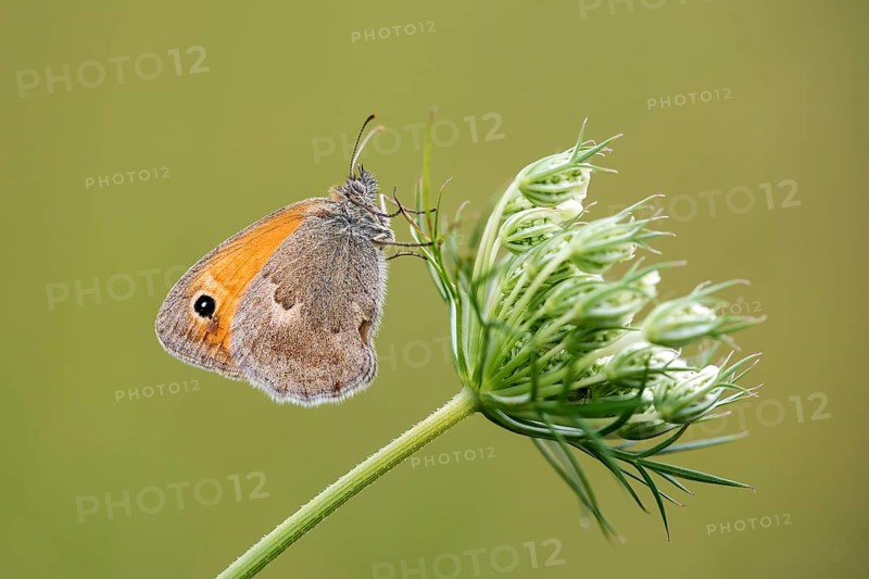 Small heath (Coenonympha pamphilus) on wild carrot (Daucus carota carota)