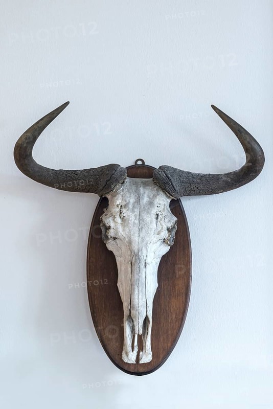 Wildebeests skull (Connochaetes)