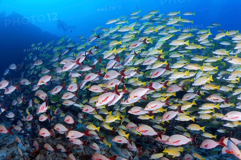 Mixed shoal of Bluestripe snapper (Lutjanus kasmira) and Humpback Red Snapper (Lutjanus gibbus)