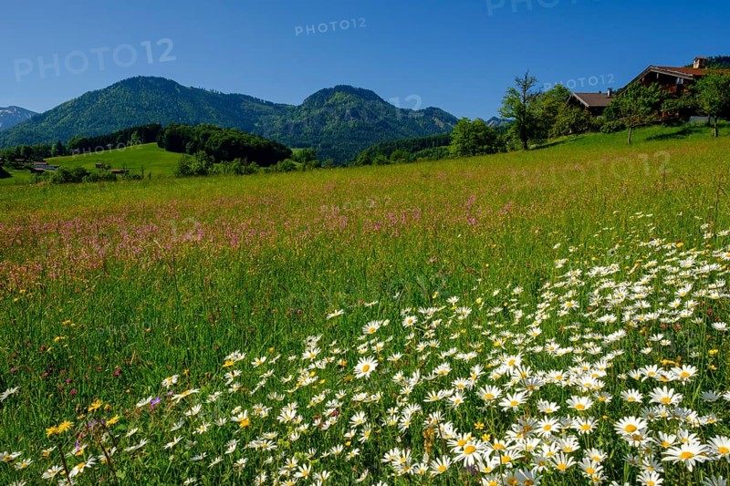 Flower meadows with daisies in Obergschwend
