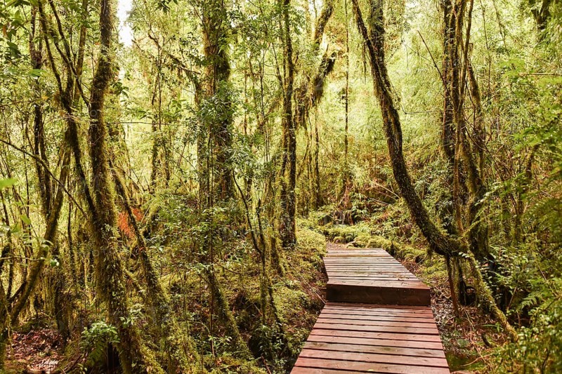 Wooden path through forest with moss